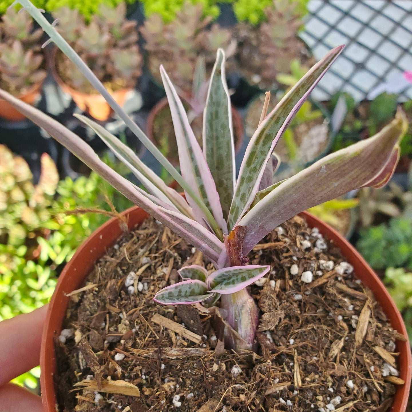 Variegated Ledebouria socialis 'Silver Squill'